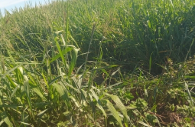 Fazenda para venda em Corumbá